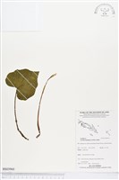 登錄號:BS03960藏品圖，第1張