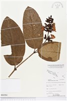 登錄號:BS03961藏品圖，第1張