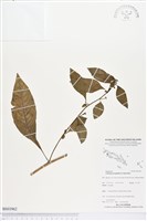 細葉水丁香藏品圖，第1張