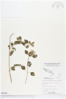 多花蔓性野牡丹藏品圖，第1張