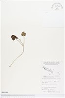 苞花蔓藏品圖，第1張