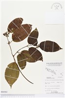 毛野牡丹藏品圖，第1張