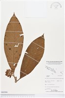 登錄號:BS03966藏品圖，第1張