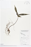 登錄號:BS03967藏品圖，第1張