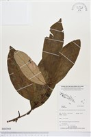 登錄號:BS03968藏品圖，第1張