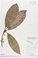 登錄號:BS03969藏品圖，第1張