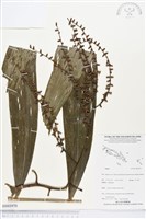 登錄號:BS03970藏品圖，第1張