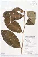 登錄號:BS03971藏品圖，第1張