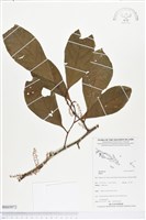 登錄號:BS03972藏品圖，第1張