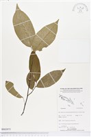 登錄號:BS03975藏品圖，第1張