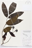 登錄號:BS03977藏品圖，第1張