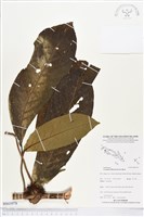 登錄號:BS03978藏品圖，第1張