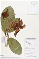 登錄號:BS03979藏品圖，第1張