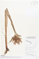 登錄號:BS03980藏品圖，第1張