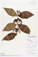 登錄號:BS03986藏品圖，第1張