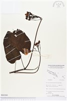 登錄號:BS03989藏品圖，第1張