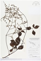 登錄號:BS03990藏品圖，第1張