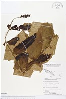 番龍眼藏品圖，第1張