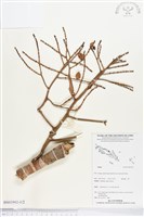 登錄號:BS03992藏品圖，第1張