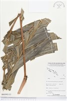 登錄號:BS03992藏品圖，第2張