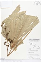 登錄號:BS03993藏品圖，第1張