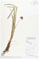 登錄號:BS03995藏品圖，第1張