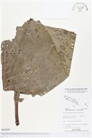 登錄號:BS03997藏品圖，第1張