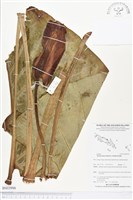 蘭嶼姑婆芋藏品圖，第1張