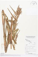 登錄號:BS03999藏品圖，第1張