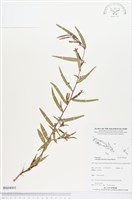 水丁香藏品圖，第1張