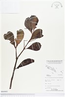 登錄號:BS04002藏品圖，第1張