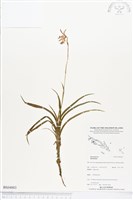 登錄號:BS04003藏品圖，第1張