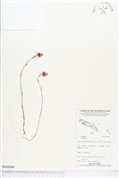 登錄號:BS04004藏品圖，第1張