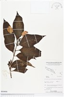 登錄號:BS04006藏品圖，第1張