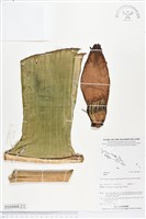 登錄號:BS04008藏品圖，第2張