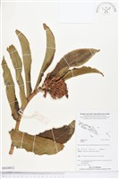 登錄號:BS04012藏品圖，第1張