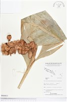 登錄號:BS04013藏品圖，第1張