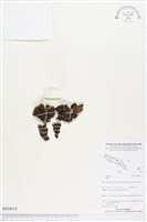 登錄號:BS04014藏品圖，第1張