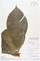 登錄號:BS04015藏品圖，第1張