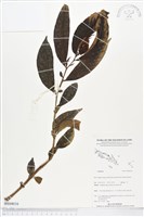 登錄號:BS04016藏品圖，第1張