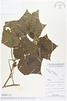 登錄號:BS04017藏品圖，第2張