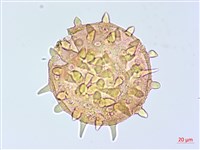 登錄號:BS04017藏品圖，第1張