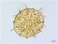 登錄號:BS04017藏品圖，第3張