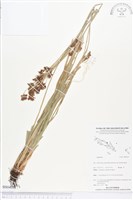 登錄號:BS04018藏品圖，第1張