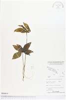 登錄號:BS04019藏品圖，第1張