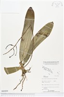 登錄號:BS04020藏品圖，第1張