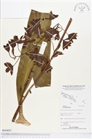 登錄號:BS04021藏品圖，第1張