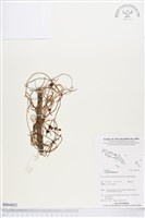 無根草藏品圖，第1張