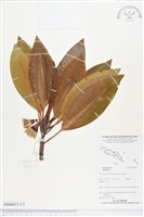 登錄號:BS04023藏品圖，第1張