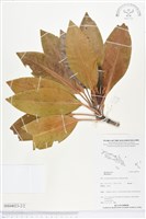 登錄號:BS04023藏品圖，第2張